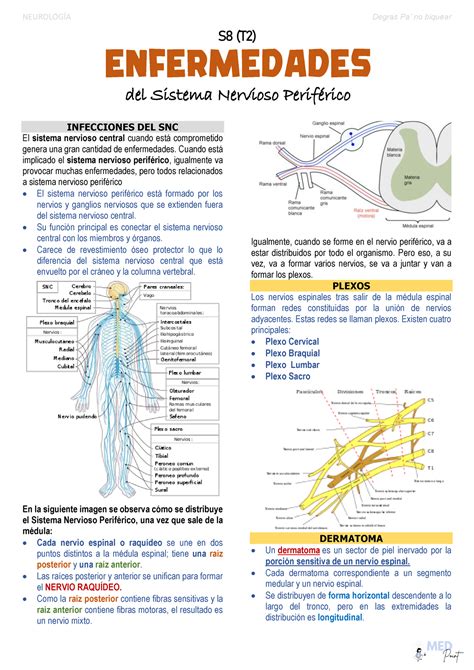 S T Enfermedades Del Sistema Nervioso Perif Rico Fisiologia