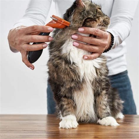 What Are the Best Maine Coon Grooming Tools? - MaineCoon.org