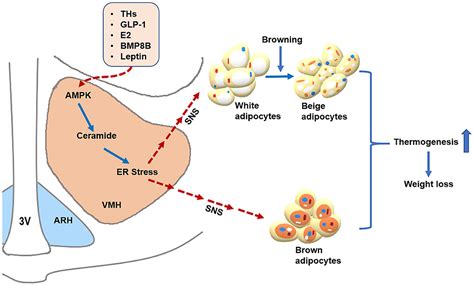 Frontiers Ampk In The Ventromedial Nucleus Of The Hypothalamus A Key