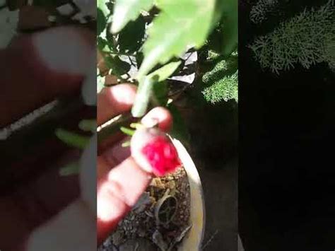 Eu Mostrando Meu Galinheiro E Plantas Youtube