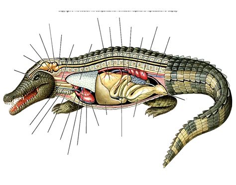 Crocodile Anatomy Quiz