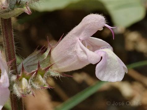 Salvia Taraxacifolia