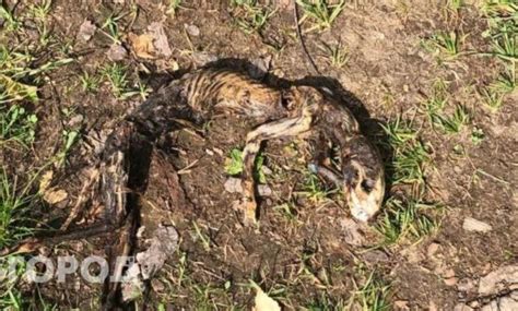 Mysterious creature found in Russian forest raises eyebrows