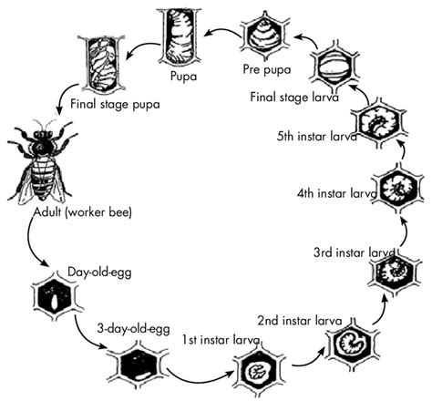 Honey Bees Life Cycle And Report Bee Life Cycle Honey Bee Life Cycle ...