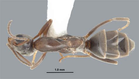 Linepithema Humile Mayr The Argentine Ant