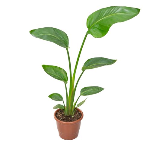 Planta Natural Strelitzia Augusta Pote Velling Leroy Merlin