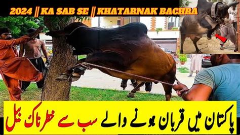 2024 KA SAB SE KHATARNAK BACHRA IN LANDHI KARACHI Qurbani