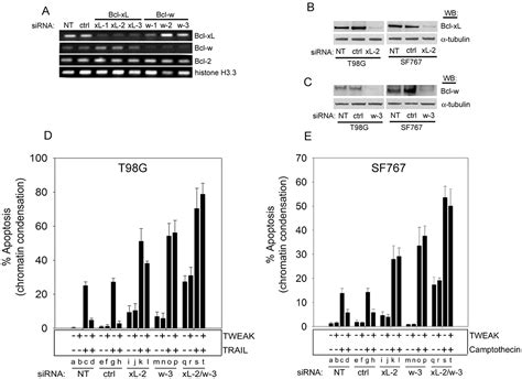 The Tumor Necrosis Factor Like Weak Inducer Of Apoptosis Tweak