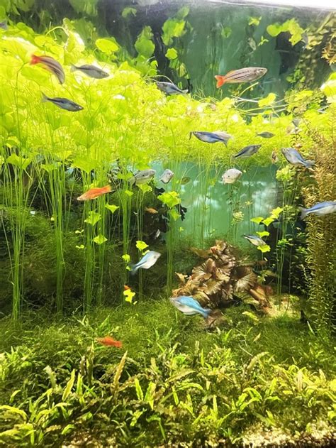 16 Best Aquarium Floating Plants For A Stunning Display Indoor Garden Web