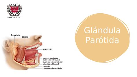 Anatomía De La Glándula Parótida