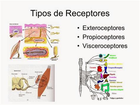 Receptores O Que É - Tipos De Receptores En El Cuerpo Receptores Adrenérgicos: Qué Son,