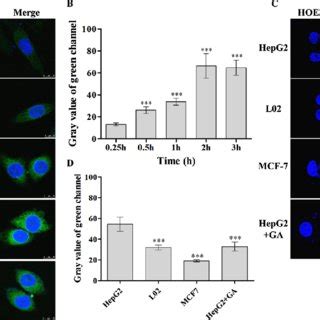 Cellular Uptake Of The Fitc Ga Ha Nps In Vitro A B Clsm Images Of