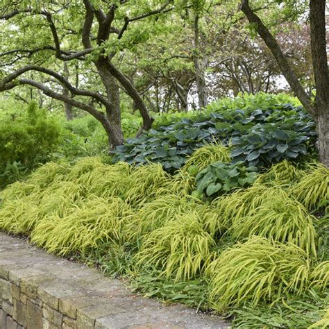 Hakonechloa Macra Aureola Hakone Japanese Forest Grass