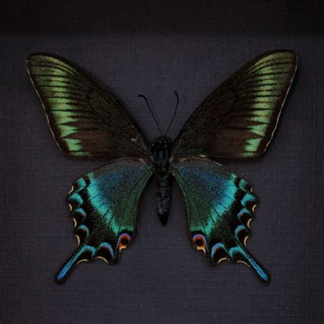 Real Alpine Black Swallowtail Framed Taxidermy Papilio Etsy