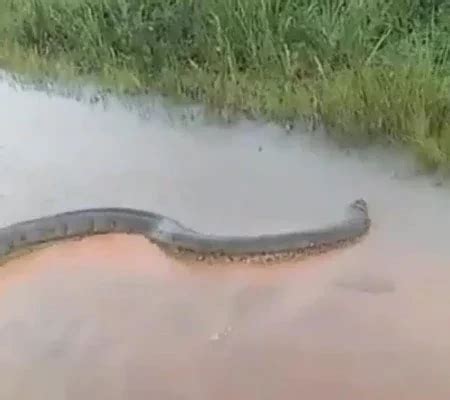 Morador flagra cobra gigante atravessando estrada alagada Vídeo