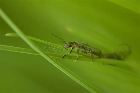 Insects Having Sex Stock Image Image Of Relationship 70042525