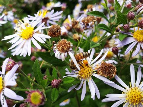 White Flowers Of Symphyotrichum Pilosum Commonly Called The Hairy