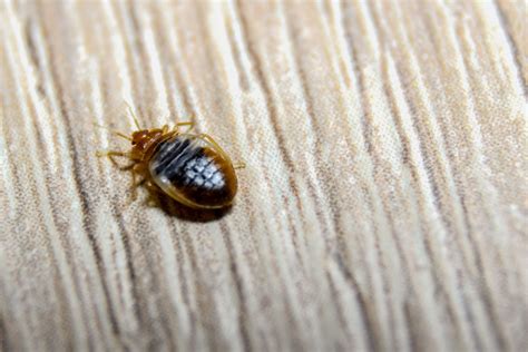 How To Find Bed Bugs During The Day Detailed Guide Beezzly