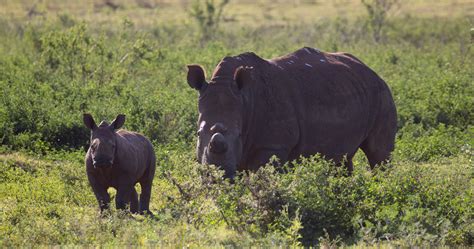 Radioactive Rhino Horns May Soon Scare Off Poachers Sa People