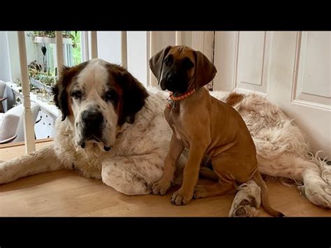 Great Dane St Bernard Mix Great Dane Breed Information & Pictures