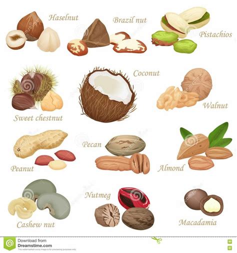 Different Types of Nuts and Their Names in English