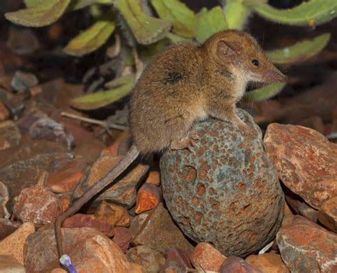 Australia's newly discovered marsupials barely tip the scales