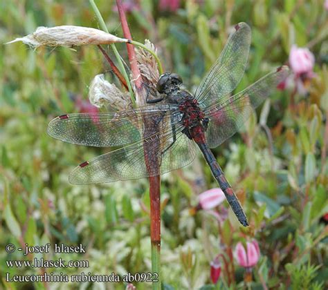 Leucorrhinia Rubicunda Northern White Faced Darter Ruby Whiteface