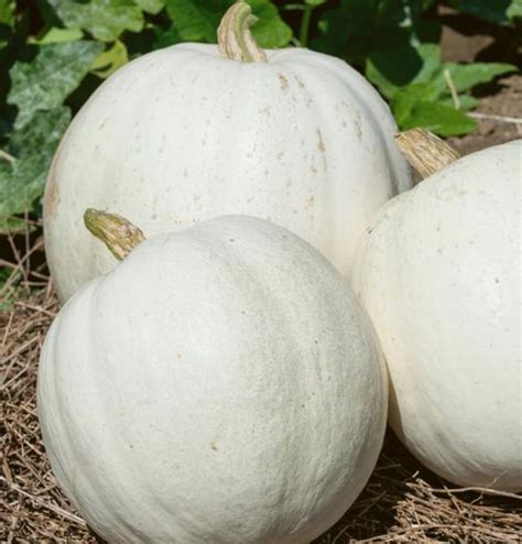 Casper, Pumpkin Seeds | Urban Farmer