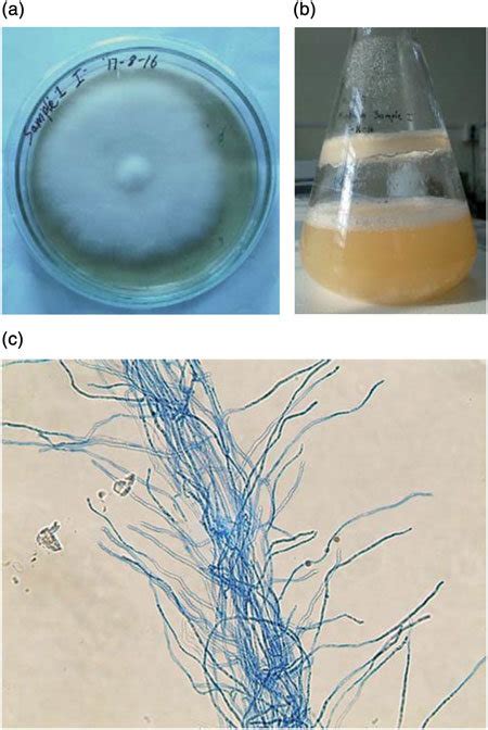 Mycelial Growth Of Mushroom A On Pda B In Pdb C Fungal Hyphae