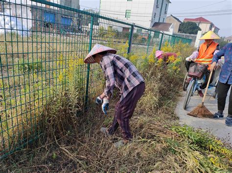 栖凰埭村清除“一枝黄花”，守护生态平衡