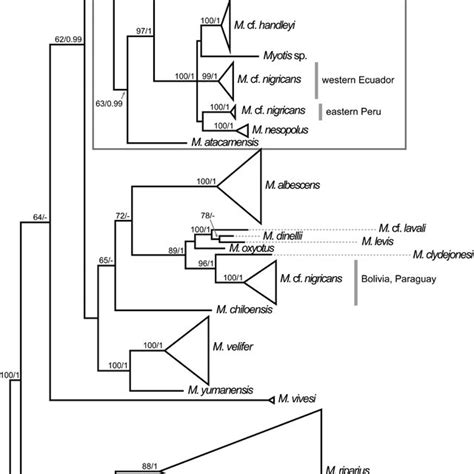 Phylogenetic Tree Resulting From The Bayesian Inference Analysis Of