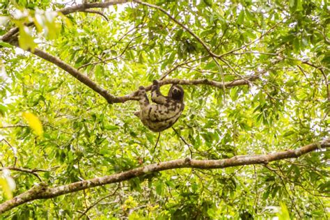 Sloths in the Amazon Rainforest | Delfin Amazon Cruises Delfin Amazon Cruises