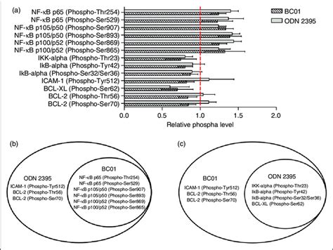 Phosphoprotein Analysis Of NF JB Signaling Pathway In BC01 Stimulated