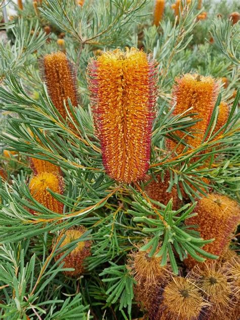 Banksia Honey Pots Hello Hello Plants