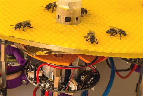 Robot Bees Open The Lid On Hive Behaviour Robohub