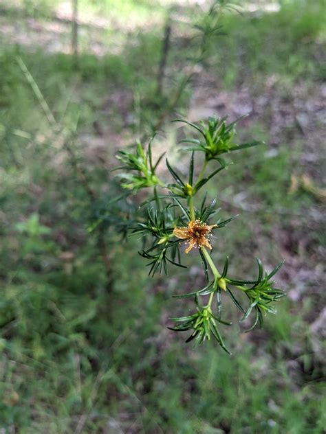 Peelbark St John S Wort In May By Eric Ungberg Inaturalist