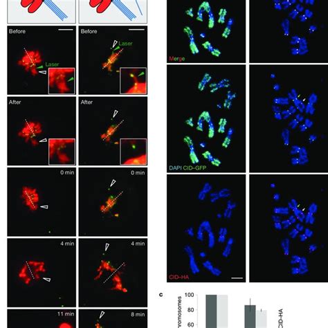 Figure S1 A Subset Of Cells Pulsed For Cid Gfp Overexpression Continues