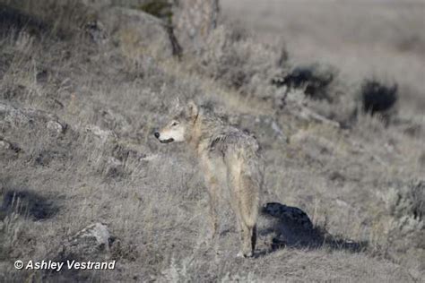 Yellowstone Wolf: Tracking the Packs