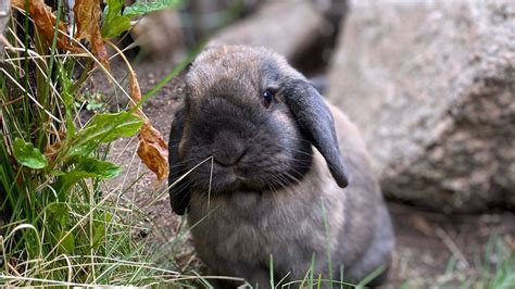 Featured Animals - Domestic Rabbit - CMZoo