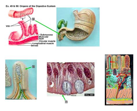 Digestive Diagram Quizlet