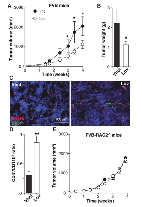 Lovastatin Inhibits N A Tumor Growth In Immunocompetent But Not In