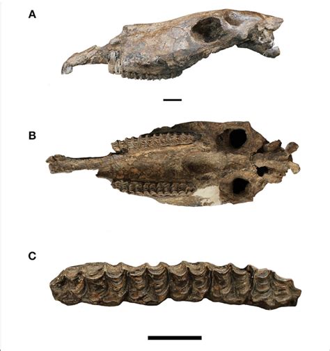 Equus Fossil