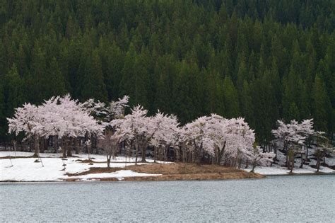 2012gw撮影行その3 津南町 中子の桜 ニイガタ越後「旬の撮影地」