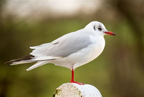 Black-headed gull - Bird Aware Solent