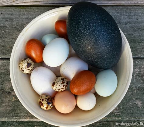 Duck Duck Goose (Chicken Quail Emu) Egg Identification Chart | Fresh Eggs Daily®