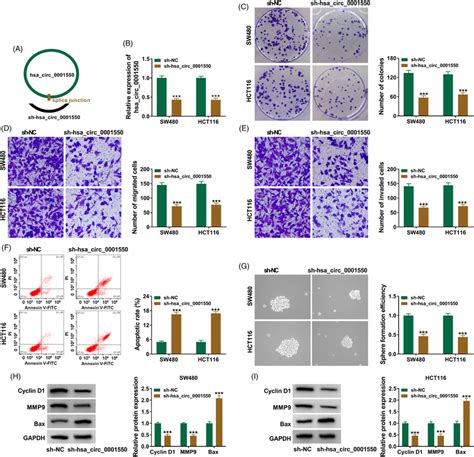 Hsa Circ 0001550 Absence Suppresses CRC Progression In Vitro A The