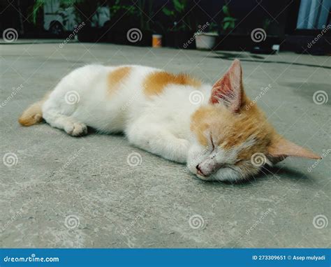 The Cat Sleeps Soundly Stock Image Image Of Sleeps