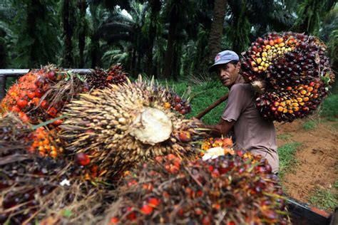 Harga Tbs Sawit Masih Anjlok Meski Larangan Ekspor Cpo Dicabut Petani