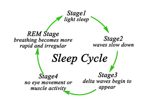 Stage 1 Sleep Cycle