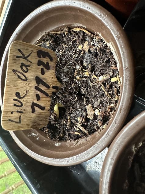 Live Oak Seed : r/arborists